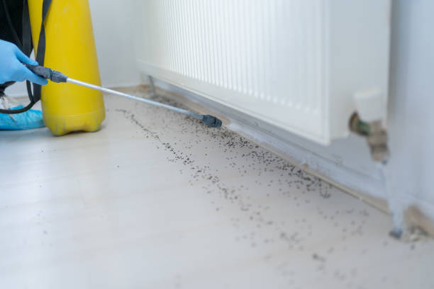 Best Termite Control Services  in Stewart Manor, NY